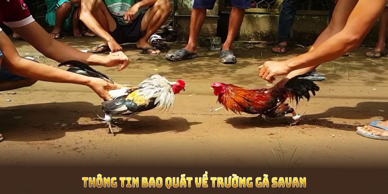 Thông tin bao quát về trường gà Savan với nhiều góc nhìn thú vị