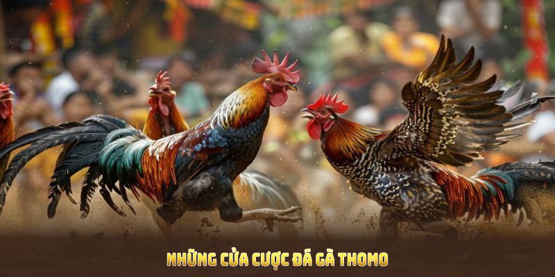 Những cửa cược đá gà thomo cơ bản cần nắm