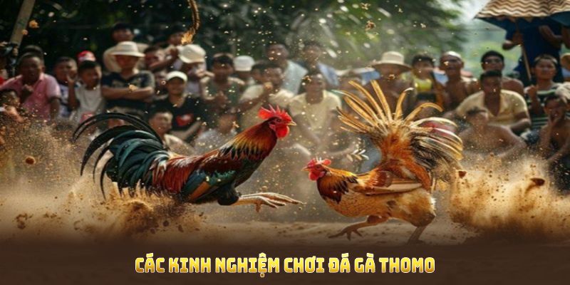 Các kinh nghiệm chơi đá gà thomo cơ bản mọi người cần nhớ