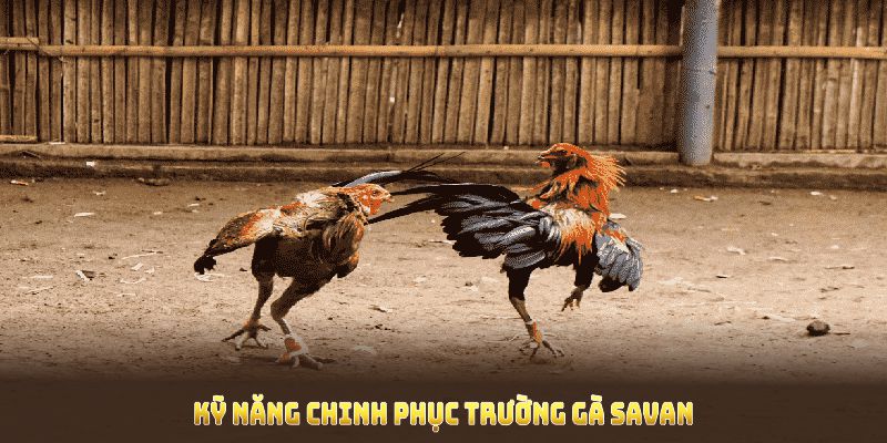 Bỏ túi kỹ năng chinh phục trường gà Savan để nâng cao xác suất thắng