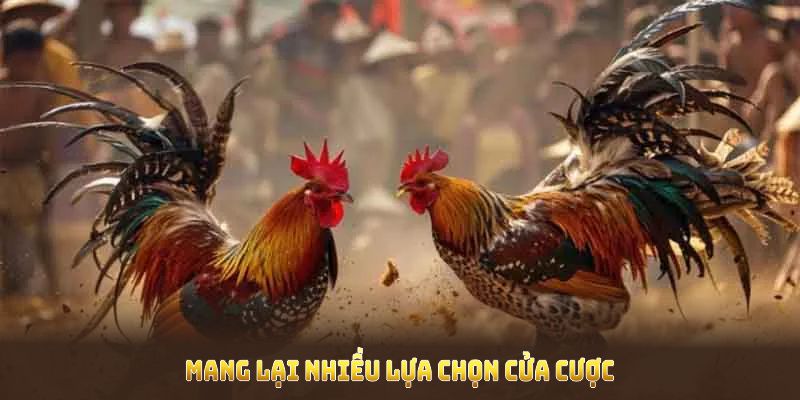 Đá gà cựa dao mang lại nhiều lựa chọn cửa cược với tỷ lệ trả thưởng cao