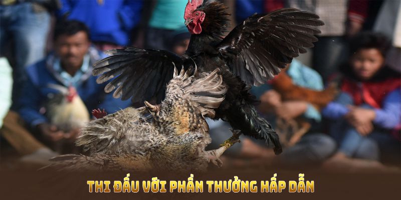 Đá gà cựa dao mang tới thi đấu với phần thưởng hấp dẫn