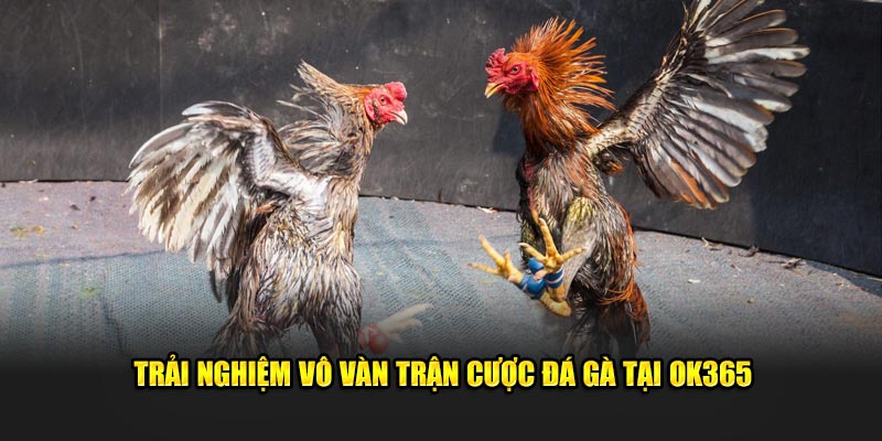 Trải nghiệm vô vàn trận cược đá gà tại OK365